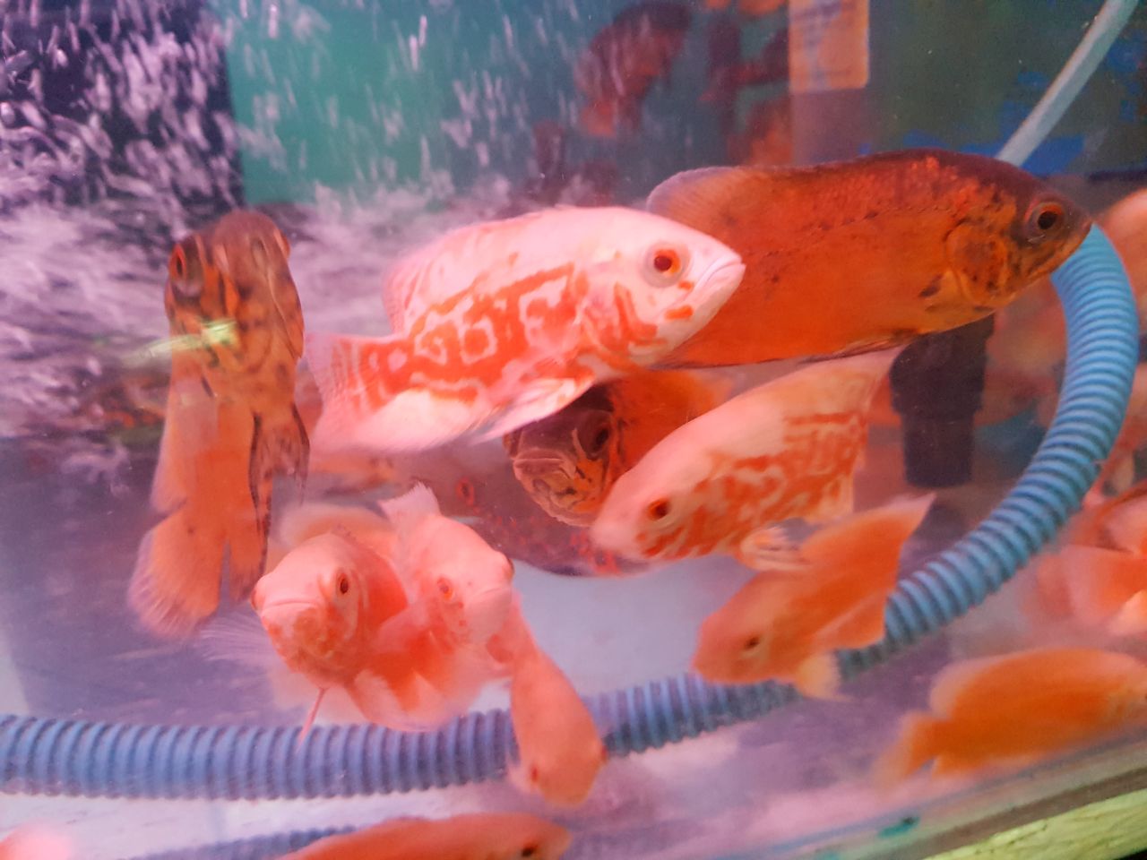 DEEPAK FISH AQUARIUM SHOP, Deepak fish Aquariums sectar 22.D..Chandigarh 915332799.