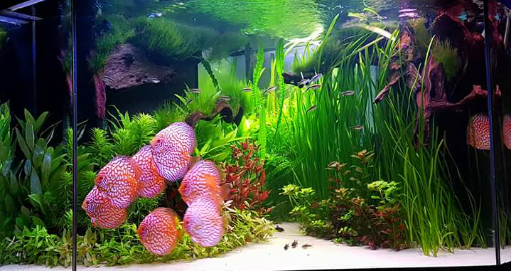 DEEPAK FISH AQUARIUM SHOP, Deepak fish Aquariums sectar 22D Chandigarh 9915332799.all size fish Aquariums avelebal 
