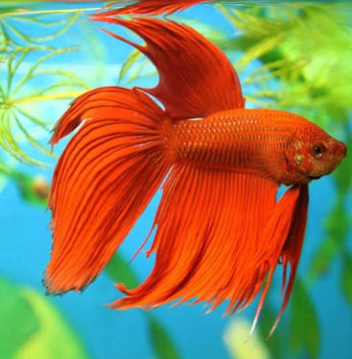 DEEPAK FISH AQUARIUM SHOP, Aquariums shop in 22D.CHANDIGARH 