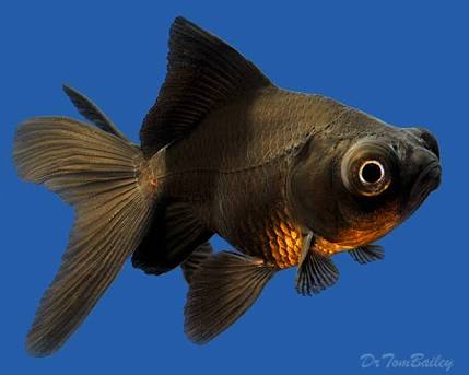 DEEPAK FISH AQUARIUM SHOP, Aquariums shop in chandigarh Sectar 22 D