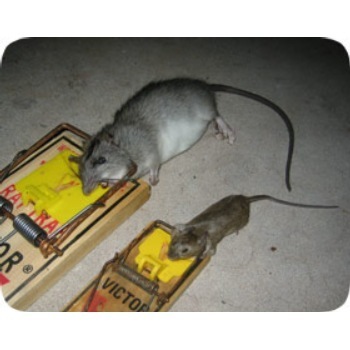 KALINKA PEST CONTROL SERVICES, RODENT CONTROL IN HINJEWADI, RODENT CONTROL SERVICES IN HINJEWADI, BEST, RODENT PEST CONTROL IN HINJEWADI, BEST, RODENT CONTROL SERVICE PROVIDERS.