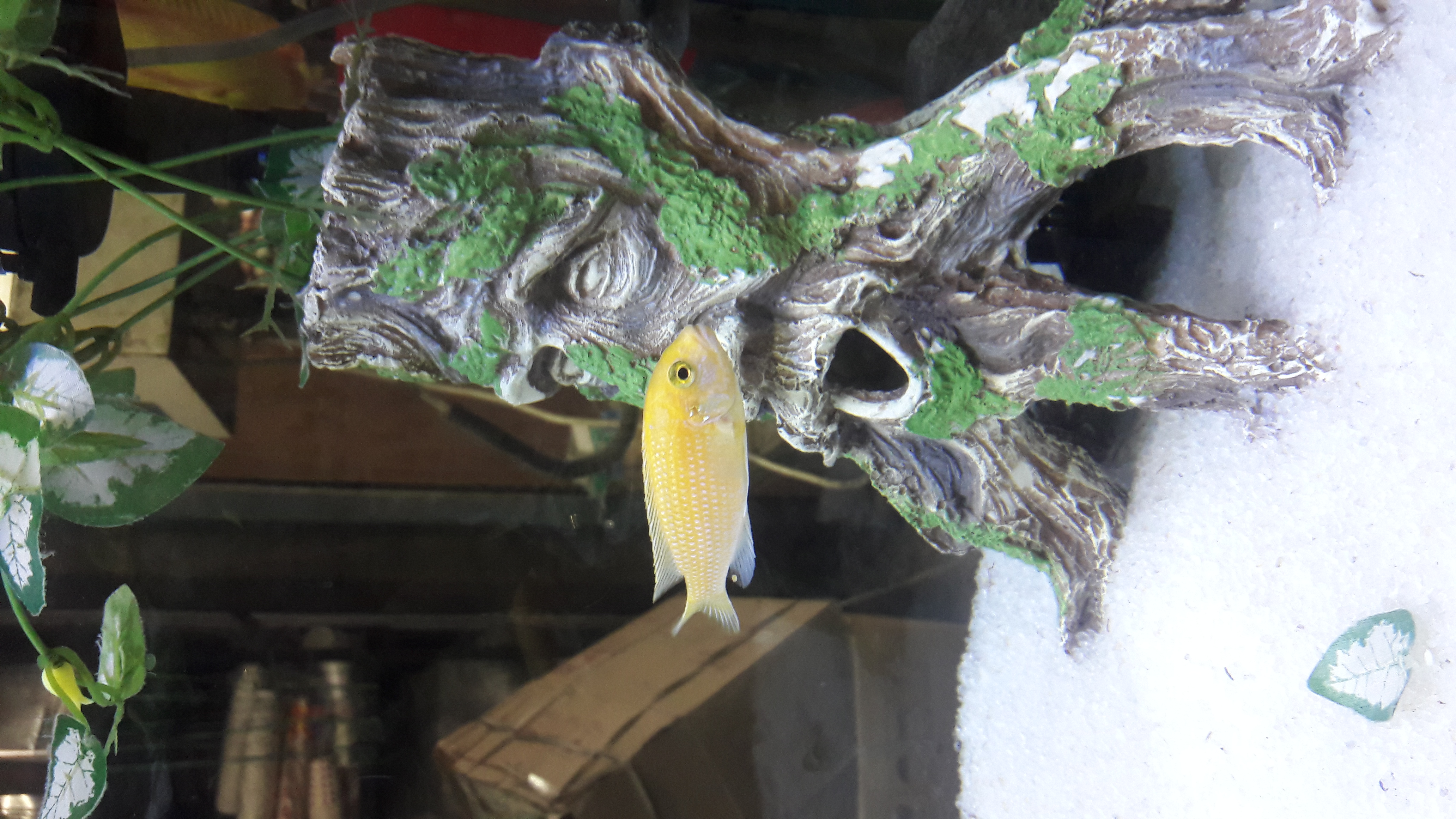 DEEPAK FISH AQUARIUM SHOP, aquarium point sectar 22d.in Chandigarh wholesale price 9915332799