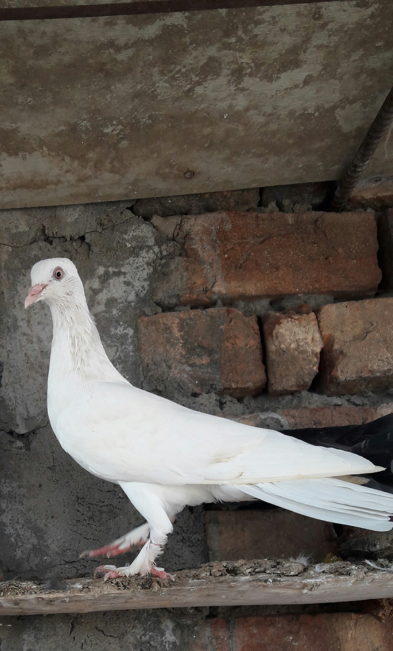 DEEPAK FISH AQUARIUM SHOP, Aquariums shop in 22D.Chandigarh 9915332799.