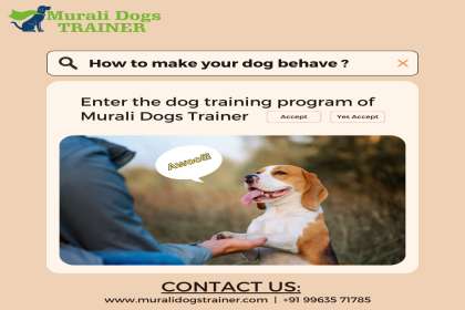 Murali Dogs Trainer, Best Dog trainer in Hyderabad, Dog trainer in Hyderabad, Best Dog trainers in Hyderabad, Best Dog trainer in KPHB, Best Dog trainer in kukatpally
