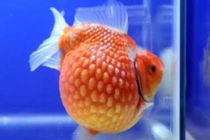 DEEPAK FISH AQUARIUM SHOP, Deepakfish aquarium shop sector 22 D in Chandigarh