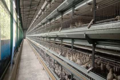 V - Tech Agro Industries, cages manufacturer in Mohali