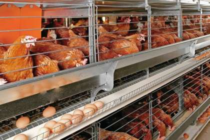 V - Tech Agro Industries, Poultry Cages In Thane, Poultry Cages Manufacturer In Thane, automatic Poultry Cages In Thane, Automatic Poultry Cages Manufacturer In Thane, Poultry Cages Thane