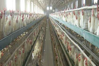 V - Tech Agro Industries, Layer Poultry Cages Manufacturer In Lucknow, Layer Poultry Cages Manufacturers In Lucknow, Layer Poultry Cages In Lucknow, Layer Poultry Cages Lucknow