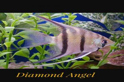 DEEPAK FISH AQUARIUM SHOP, Deepak fish🐠🐋🐟 aquarium shop sector 22D in Chandigarh 9915332799