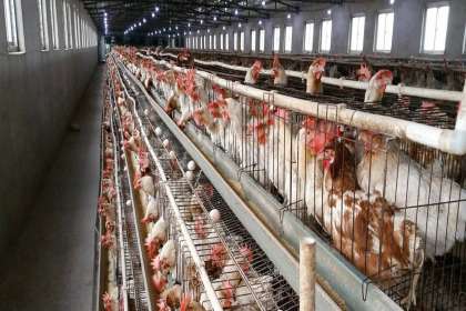 V - Tech Agro Industries, Poultry Cages In Pune, Poultry Cages Manufacturer In Pune, automatic Poultry Cages In Pune, Automatic Poultry Cages Manufacturer In Pune, Poultry Cages Pune