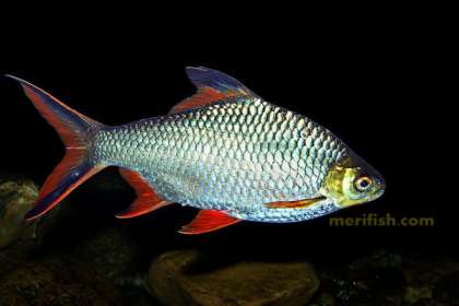 DEEPAK FISH AQUARIUM SHOP, Deepak fish aquarium shop sector 22D in Chandigarh 9915332799