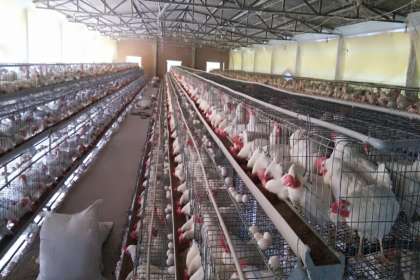V - Tech Agro Industries, Layer cages in Saharanpur, Poultry Cages in Saharanpur, Broiler Cages In Saharanpur, Automatic Layer cages In Saharanpur, Comfort cages in Saharanpur