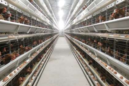 V - Tech Agro Industries, automatic poultry cage manufacturers in west Bengal, automatic poultry cages in west Bengal, automatic poultry cages price in west Bengal,, automatic poultry cage manufacturing company in west Bengal,