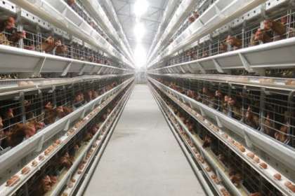 V - Tech Agro Industries, Battery poultry cage manufacturers in Lucknow ,Battery poultry cage manufacturers in varanasi,Battery poultry cage manufacturers in allahabad,battery poultry cage manufacturers in gorakhpur