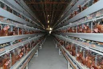 V - Tech Agro Industries,  Commercial Poultry Cages Manufacturer in Mumbai , Commercial Poultry Cages supplier in mumbai, Commercial Poultry Cages price in Mumbai , Commercial Poultry Cages company in Mumbai 