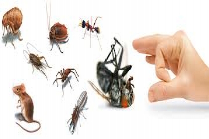 KALINKA PEST CONTROL SERVICES, CORPORATE PEST CONTROL IN CHINCHWAD, CORPORATE PEST CONTROL SERVICES IN CHINCHWAD, PEST CONTROL IN CHINCHWAD, PEST CONTROL SERVICES IN CHINCHWAD.