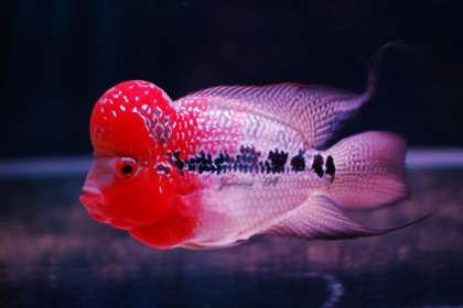 DEEPAK FISH AQUARIUM SHOP, Deepak fish aquarium shop in sector 22 D 9915332799