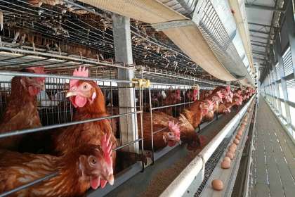 V - Tech Agro Industries, Layer Poultry Cages in Thane, Layer Poultry Cages manufacturer in Thane, Layer Poultry Cages Thane