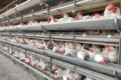 V - Tech Agro Industries, Automatic Poultry Cages Manufacturers in Bihar, Automatic Poultry Cages in Bihar, Automatic Poultry Cages Manufacturing company in Bihar, Automatic Poultry Cages price in Bihar