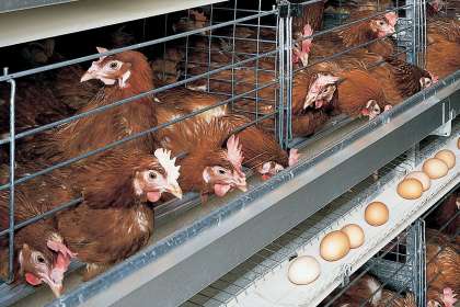 V - Tech Agro Industries, Layer Poultry Cages In Ludhiana, Layer Poultry Cages Manufacturer In Ludhiana, Layer Poultry Cages Ludhiana, best Layer Poultry Cages In Ludhiana