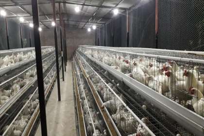 V - Tech Agro Industries, Layer cages in Muzaffarnagar, Poultry Cages in  Muzaffarnagar, Broiler Cages In  Muzaffarnagar, Automatic Layer cages In  Muzaffarnagar, Comfort cages in  Muzaffarnagar
