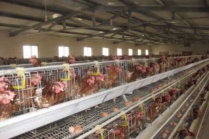 V - Tech Agro Industries, Layer Poultry Cages In Ludhiana, Layer Poultry Cages Manufacturer In Ludhiana, Layer Poultry Cages Ludhiana, best Layer Poultry Cages In Ludhiana