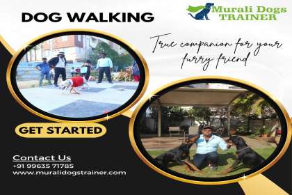Murali Dogs Trainer, Dog Training Service in Hyderabad, Best Dog Training Service in Hyderabad, Dog Training Service in Kukatpally, Dog Training Service in KPHB, Dog Training Service 