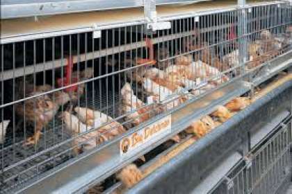 V - Tech Agro Industries, Layer Poultry Cages In Mumbai, Layer Poultry Cages manufacturer In Mumbai, best Layer Poultry Cages In Mumbai, Best Layer Poultry manufacturer Cages In Mumbai