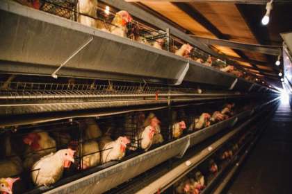 V - Tech Agro Industries, Layer Poultry Cages Manufacturer in Thane, Layer Poultry Cages in Thane, Layer Poultry Cages Thane