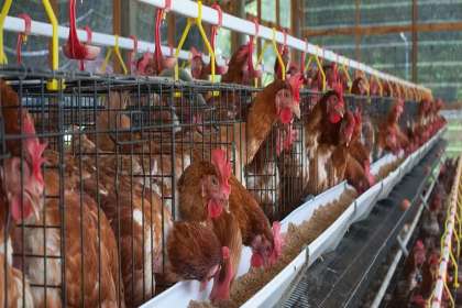 V - Tech Agro Industries, Poultry Cages In Mumbai, Poultry Cages Manufacturer In Mumbai, automatic Poultry Cages In Mumbai, Automatic Poultry Cages Manufacturer In Mumbai, Poultry Cages Mumbai