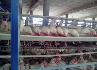 V - Tech Agro Industries Gallery Image